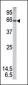 Phospho-STAT1(S727) Antibody